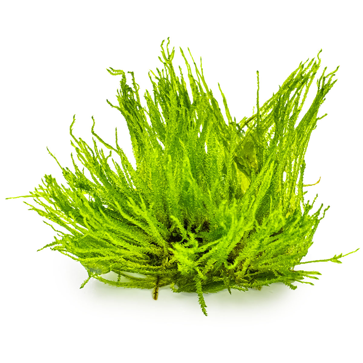 Taxiphyllum spiky moss invitro tropica