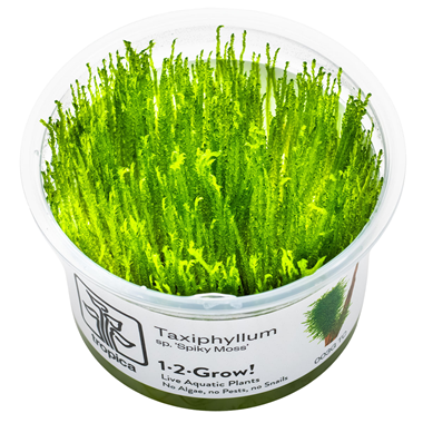 Taxiphyllum spiky moss invitro tropica