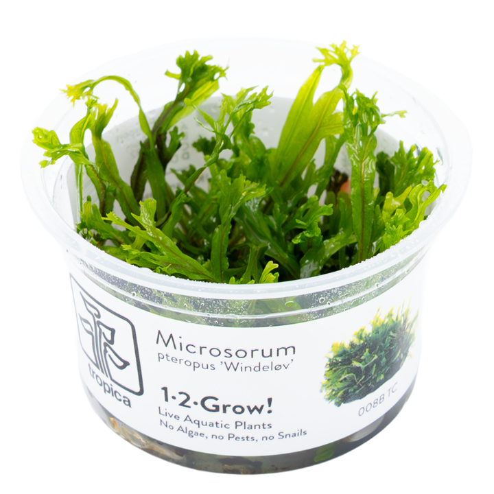 Microsorum Pteropus Windelov 1,2 grow Tropica
